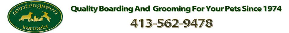 Dog And Cat Boarding Kennel MA | Dog Day Care | Wintergreen Kennels